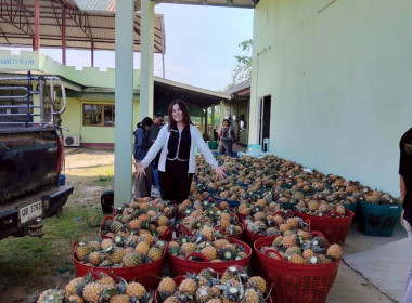สำนักงานสหกรณ์จังหวัดเชียงรายกระจายผลผลิตสับปะรดภูแลออกนอกพื้นที่การผลิต ... พารามิเตอร์รูปภาพ 9