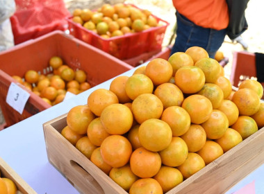 สหกรณ์จังหวัดเชียงราย ... พารามิเตอร์รูปภาพ 8