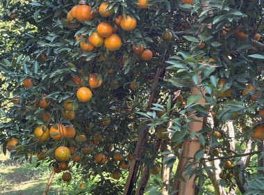 สหกรณ์จังหวัดเชียงราย ... พารามิเตอร์รูปภาพ 11