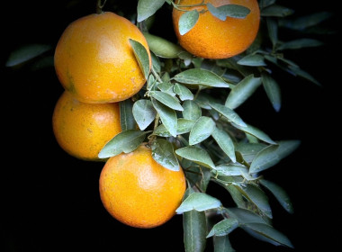 สหกรณ์จังหวัดเชียงราย ... พารามิเตอร์รูปภาพ 12