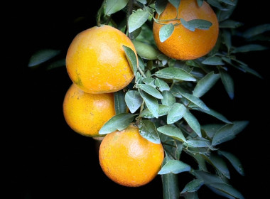 สหกรณ์จังหวัดเชียงราย ... พารามิเตอร์รูปภาพ 13