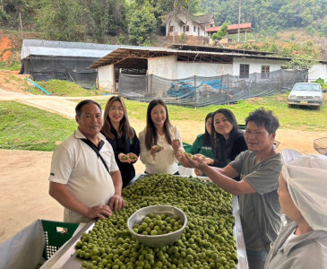 เข้าตรวจเยี่ยมการคัดผลผลิตของสมาชิกของสหกรณ์การเกษตรโครงการหลวงห้วยน้ำขุ่น จำกัด ... พารามิเตอร์รูปภาพ 1
