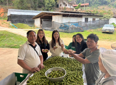 เข้าตรวจเยี่ยมการคัดผลผลิตของสมาชิกของสหกรณ์การเกษตรโครงการหลวงห้วยน้ำขุ่น จำกัด ... พารามิเตอร์รูปภาพ 1