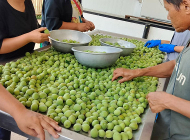 เข้าตรวจเยี่ยมการคัดผลผลิตของสมาชิกของสหกรณ์การเกษตรโครงการหลวงห้วยน้ำขุ่น จำกัด ... พารามิเตอร์รูปภาพ 2