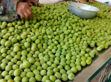 เข้าตรวจเยี่ยมการคัดผลผลิตของสมาชิกของสหกรณ์การเกษตรโครงการหลวงห้วยน้ำขุ่น จำกัด ... พารามิเตอร์รูปภาพ 3