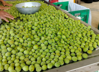 เข้าตรวจเยี่ยมการคัดผลผลิตของสมาชิกของสหกรณ์การเกษตรโครงการหลวงห้วยน้ำขุ่น จำกัด ... พารามิเตอร์รูปภาพ 4