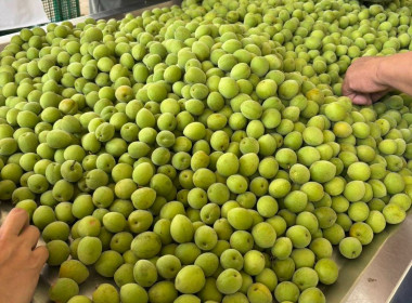 เข้าตรวจเยี่ยมการคัดผลผลิตของสมาชิกของสหกรณ์การเกษตรโครงการหลวงห้วยน้ำขุ่น จำกัด ... พารามิเตอร์รูปภาพ 5