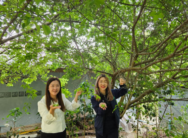 เข้าตรวจเยี่ยมการคัดผลผลิตของสมาชิกของสหกรณ์การเกษตรโครงการหลวงห้วยน้ำขุ่น จำกัด ... พารามิเตอร์รูปภาพ 6