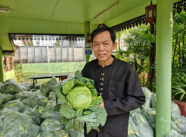 กระจายผลผลิตกะหล่ำปลี ปลอดสารตกค้าง ... พารามิเตอร์รูปภาพ 1