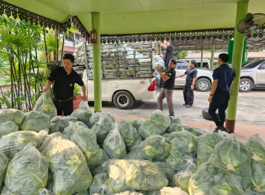 กระจายผลผลิตกะหล่ำปลี ปลอดสารตกค้าง ... พารามิเตอร์รูปภาพ 11