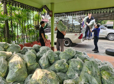 กระจายผลผลิตกะหล่ำปลี ปลอดสารตกค้าง ... พารามิเตอร์รูปภาพ 12