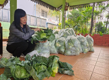 กระจายผลผลิตกะหล่ำปลี ปลอดสารตกค้าง ... พารามิเตอร์รูปภาพ 13