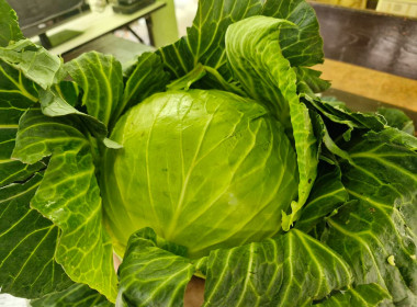 กระจายผลผลิตกะหล่ำปลี ปลอดสารตกค้าง ... พารามิเตอร์รูปภาพ 14