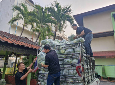 กระจายผลผลิตกะหล่ำปลี ปลอดสารตกค้าง ... พารามิเตอร์รูปภาพ 15