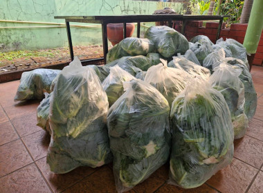 กระจายผลผลิตกะหล่ำปลี ปลอดสารตกค้าง ... พารามิเตอร์รูปภาพ 16