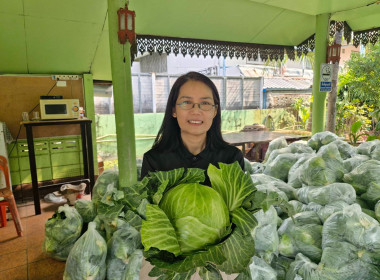 กระจายผลผลิตกะหล่ำปลี ปลอดสารตกค้าง ... พารามิเตอร์รูปภาพ 2