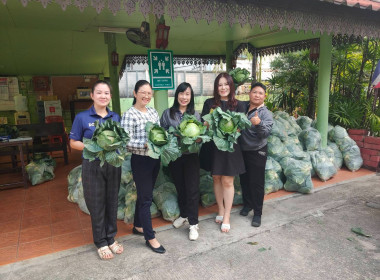 กระจายผลผลิตกะหล่ำปลี ปลอดสารตกค้าง ... พารามิเตอร์รูปภาพ 3