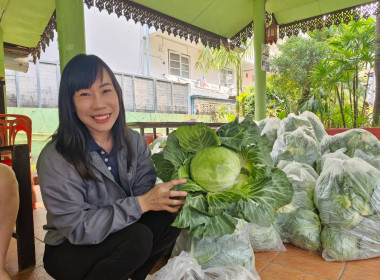 กระจายผลผลิตกะหล่ำปลี ปลอดสารตกค้าง ... พารามิเตอร์รูปภาพ 6