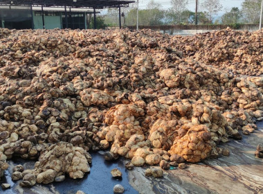 เข้าตรวจเยี่ยมแนวทางการบริหารจัดการกลิ่นน้ำยางพาราเพื่อลดผลกระทบต่อชุมชนข้างเคียงสหกรณ์การเกษตรพญาเม็งราย จำกัด ... พารามิเตอร์รูปภาพ 12