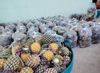 สำนักงานสหกรณ์จังหวัดเชียงรายกระจายผลผลิตสับปะรดภูแลออกนอกพื้นที่การผลิต ... พารามิเตอร์รูปภาพ 3