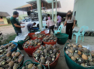 สำนักงานสหกรณ์จังหวัดเชียงรายกระจายผลผลิตสับปะรดภูแลออกนอกพื้นที่การผลิต ... พารามิเตอร์รูปภาพ 4