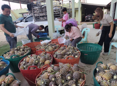 สำนักงานสหกรณ์จังหวัดเชียงรายกระจายผลผลิตสับปะรดภูแลออกนอกพื้นที่การผลิต ... พารามิเตอร์รูปภาพ 5