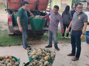 สำนักงานสหกรณ์จังหวัดเชียงรายกระจายผลผลิตสับปะรดภูแลออกนอกพื้นที่การผลิต ... พารามิเตอร์รูปภาพ 6