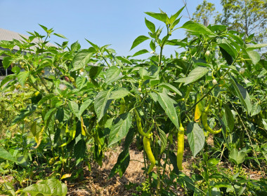 ตรวจเยี่ยมแหล่งเรียนรู้ เศรษฐกิจพอเพียง ... พารามิเตอร์รูปภาพ 5