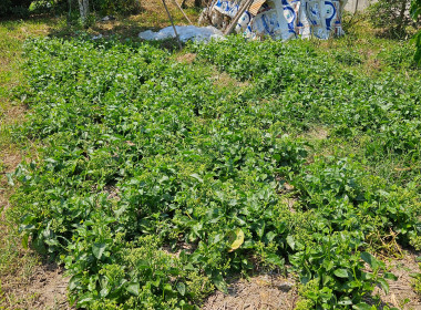 ตรวจเยี่ยมแหล่งเรียนรู้ เศรษฐกิจพอเพียง ... พารามิเตอร์รูปภาพ 6