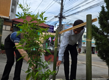 สหกรณ์จังหวัดเชียงราย ปลูกต้นทองอุไร ... พารามิเตอร์รูปภาพ 4