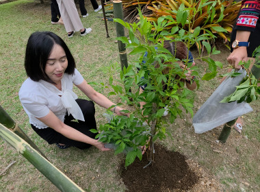 สหกรณ์จังหวัดเชียงราย ปลูกต้นทองอุไร ... พารามิเตอร์รูปภาพ 7