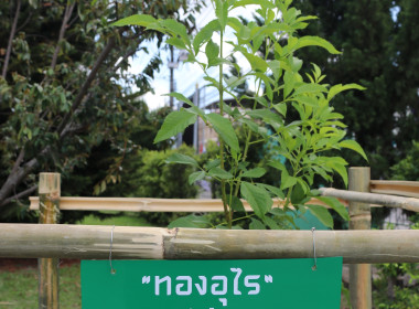 อธิบดีกรมส่งเสริมสหกรณ์ "ปลูกต้นไม้แห่งความทรงจำ" ... พารามิเตอร์รูปภาพ 11