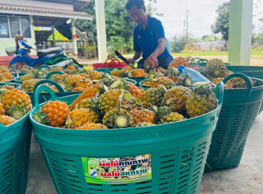 ติดตามผลการใช้เงินกู้กองทุนพัฒนาสหกรณ์ สหกรณ์การเกษตรแม่ยาว ... พารามิเตอร์รูปภาพ 4