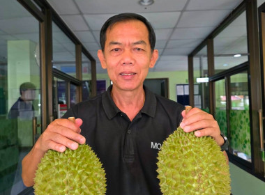 สหกรณ์จังหวัดเชียงราย ผนึกกำลังกระจาย “ทุเรียนมูซังคิง” ... พารามิเตอร์รูปภาพ 1