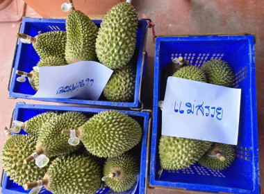 สหกรณ์จังหวัดเชียงราย ผนึกกำลังสหกรณ์การเกษตรป่าแดด จำกัด ... พารามิเตอร์รูปภาพ 9