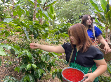ติดตามส่งเสริมสินค้าเกษตร กาแฟ “U Doi” ... พารามิเตอร์รูปภาพ 18
