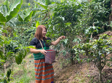 ติดตามส่งเสริมสินค้าเกษตร กาแฟ “U Doi” ... พารามิเตอร์รูปภาพ 19