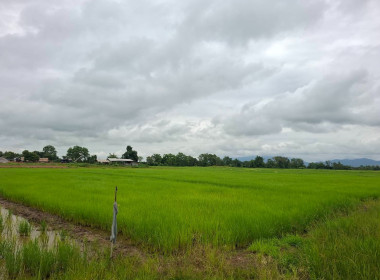 เข้าตรวจสอบ ติดตามผลการใช้เงินกู้เงินกองทุนสงเคราะห์เกษตรกร ... พารามิเตอร์รูปภาพ 12
