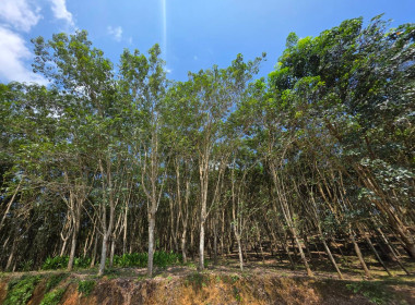 บูรณาการ 4 ฝ่ายส่งเสริมสหกรณ์การเกษตรชาวสวนยางพาราดอยหลวง ... พารามิเตอร์รูปภาพ 12