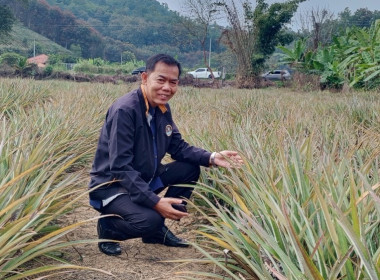 เข้าร่วมกิจกรรมประชาสัมพันธ์การรับซื้อ &quot;สินค้าสับปะรด&quot; ... พารามิเตอร์รูปภาพ 3